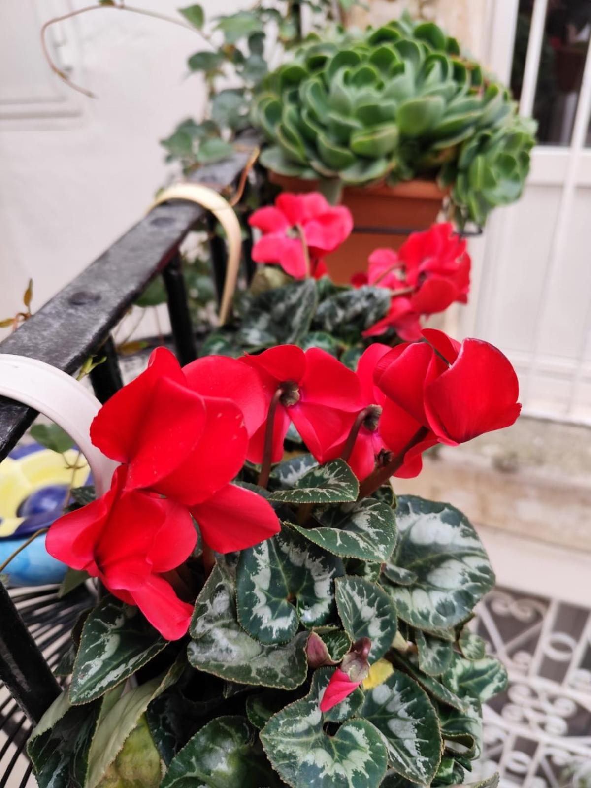 Le Mie Meraviglie Martina Franca Kültér fotó